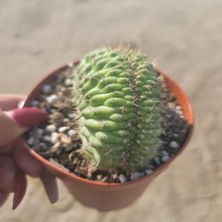 Cactus