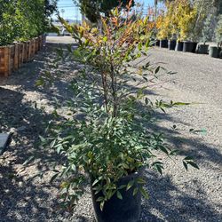 Nandina Domestica