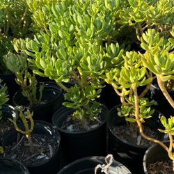 Succulent Plants