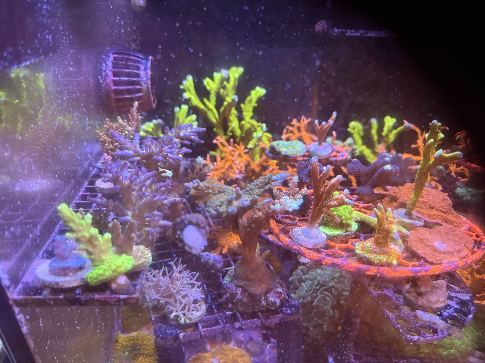 Coral Decor