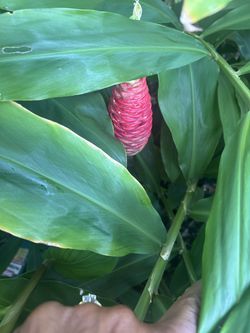 Bitter Ginger Plant 