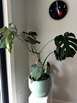 Big potted real monstera plant