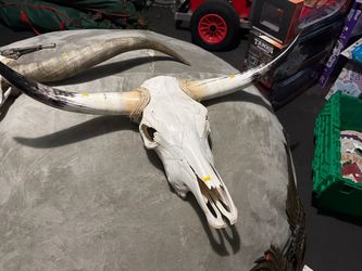 Long horn head