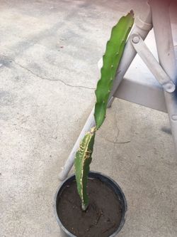 Cactus planta ablo español