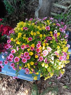 Flower baskets