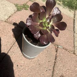 Aeonium 'Zwartkop' Award Winning 