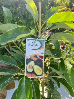 Hass avocado