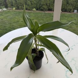 Callisia Fragrans / Basket Plant - Medicinal Plant (Indoor / Outdoor Live Plant)