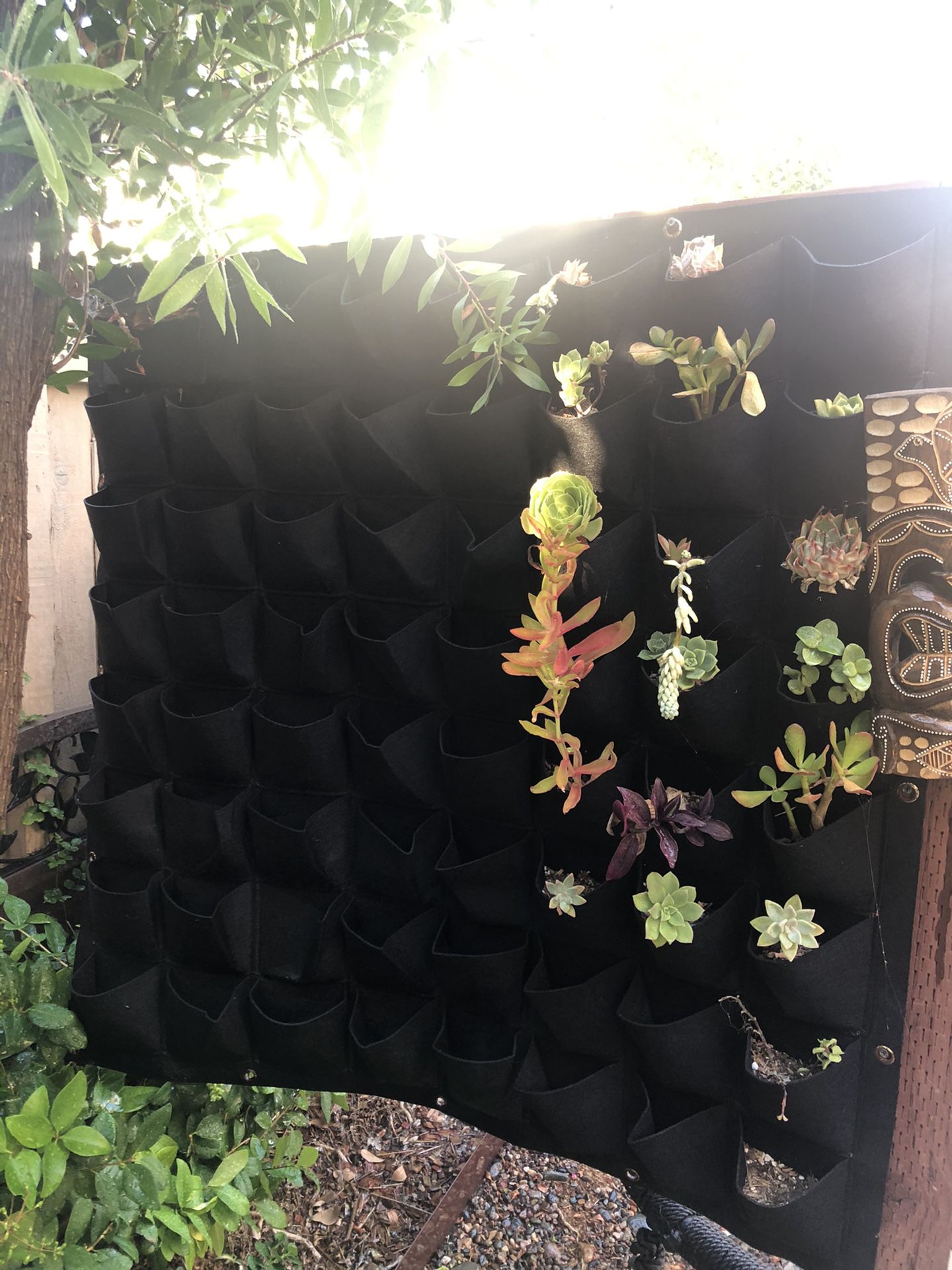 Living wall planter with succulents included