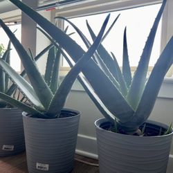 Big Aloe Vera plant 24 Inches Tall $40 Each / 3 Available 