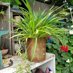 Large Spider Plant