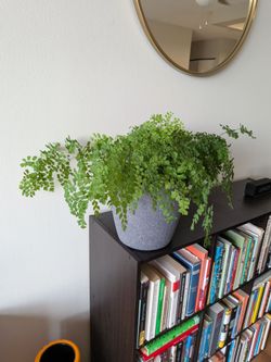 Maidenhair fern