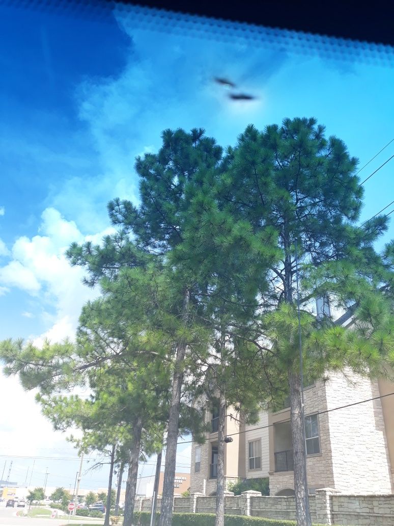 Trees