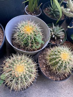 Golden barrel cactus