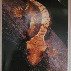 Rhacodactylus: The Complete Guide To Their Selection And Care.