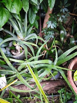 ALOE PLANTS