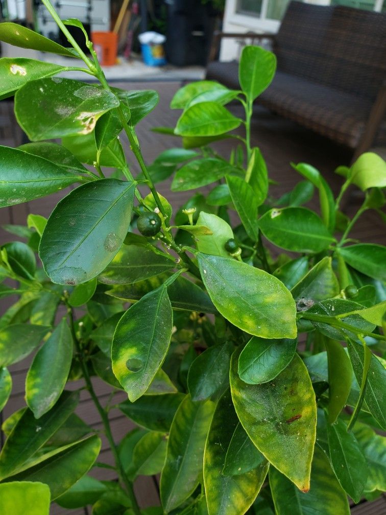 Marcot Calamansi Tree