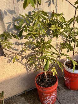 Ice-cream Bean Tree $35 Each Or Two For $50 