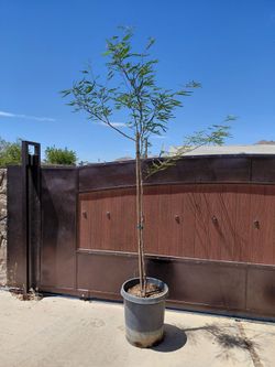 Chilean Mesquite Tree (thornless)