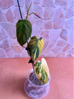 Philodendron Mican Aurea Variegated Plant- 4inch #1