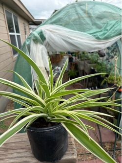 Spider plant in 1 gallon $12