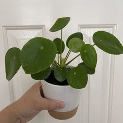 Beautiful Pilea Plant With Pot