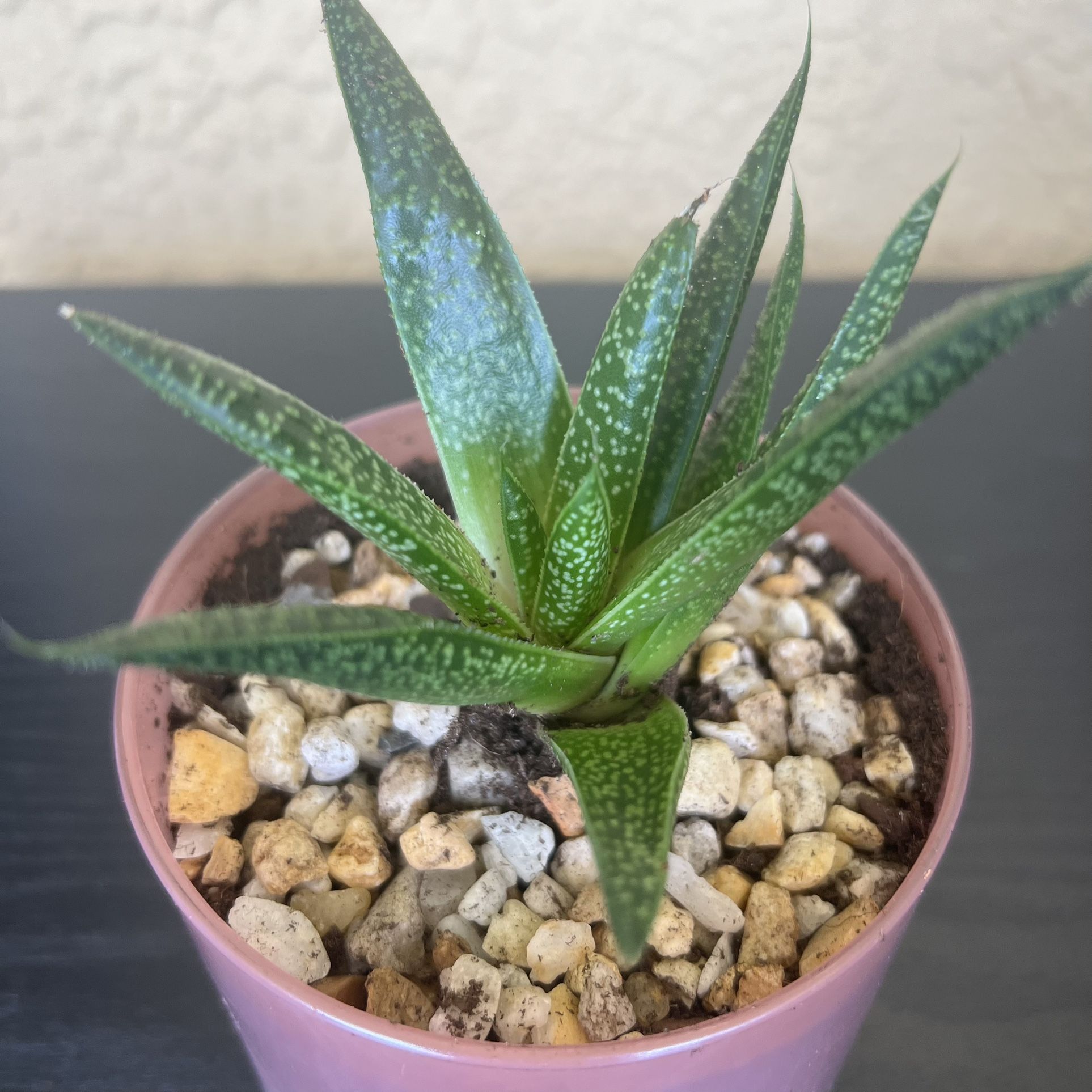 Succulent Plant 🪴