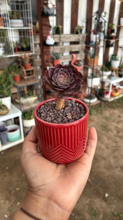 Potted Korean succulent