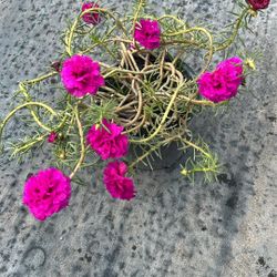 Portulaca - 1 Gallon - $5