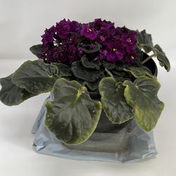 African Violet live potted Plant
