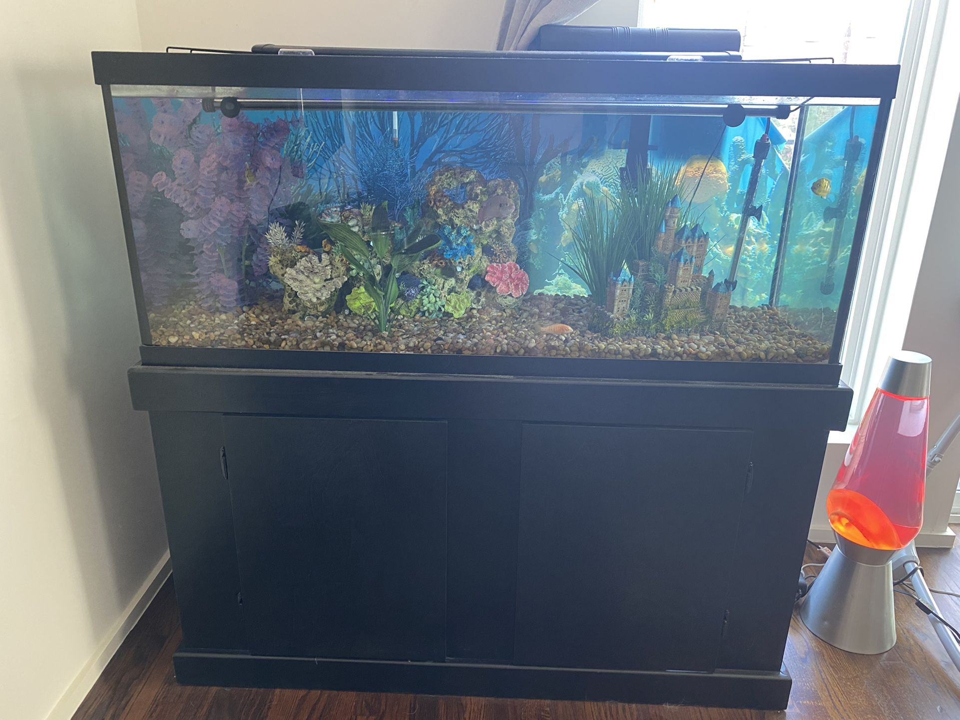 75 Gallon Fish Tank Set Up