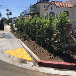 Ficus Nitida 15 Gallons 6/7 Feet Tall Planting Service Available 