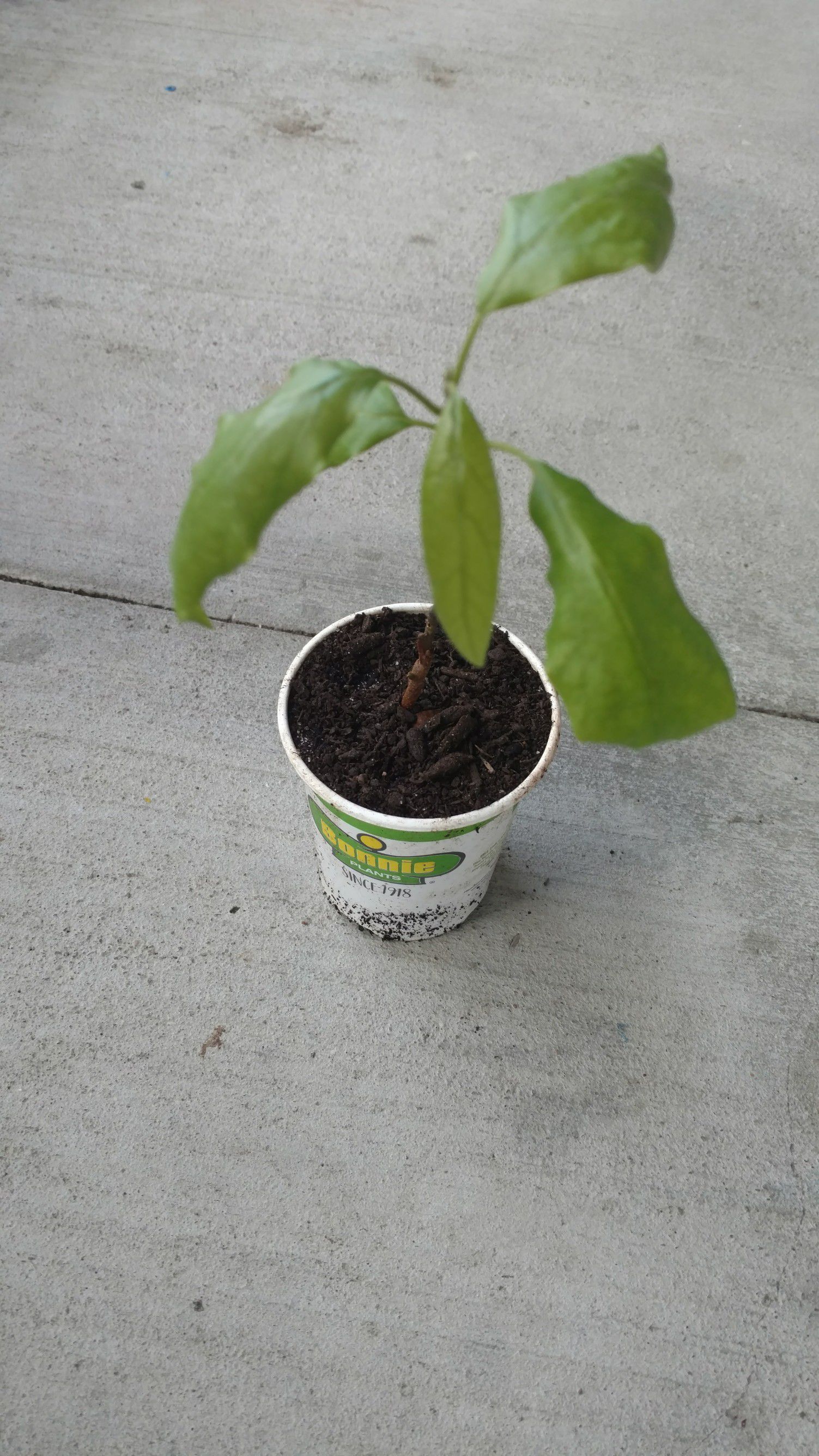 Avacado plant