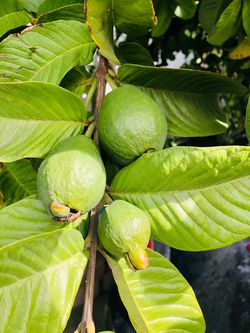 Fruits trees