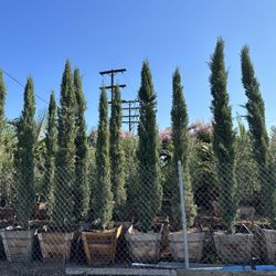 Italian Cypress Privacy Hedge