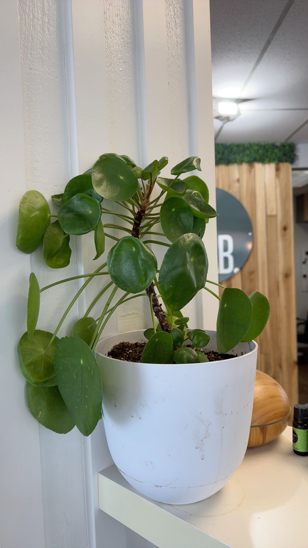 Chinese Money Plant for Sale in WA OfferUp