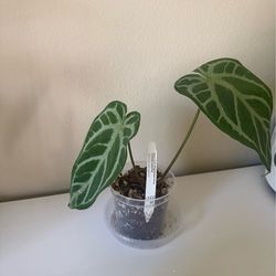 Anthurium magnificent Silver