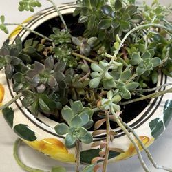 Succulent Arrangements 