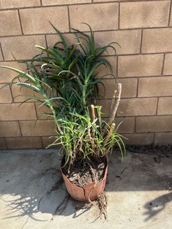 Big plant