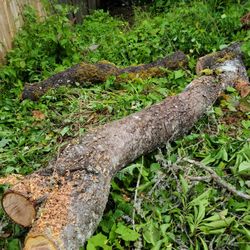 Free (fire) wood