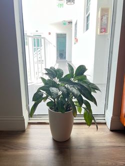 Potted Indoor Houseplant in White Pot