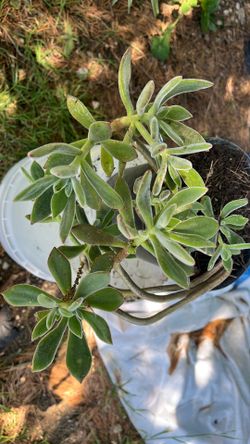 Planta suculenta