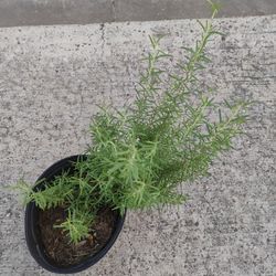 Rosemary Romero Plant 