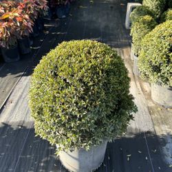 Topiary Ball - 7 Gallon