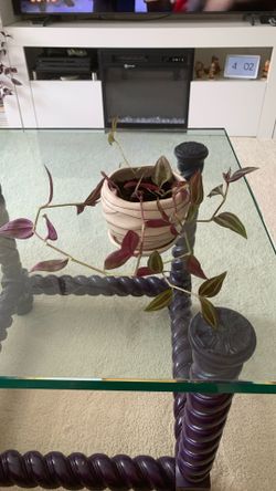 Tradescantia Live Indoor Plant In Small Ceramic Planter 