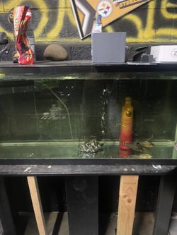 50 Gallon Tank With Piranhas
