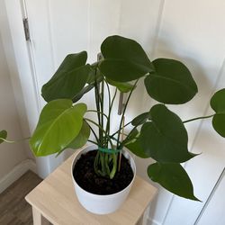 monstera deliciosa 
