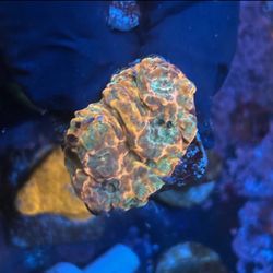 Crazy Orange Chalice Display Decor