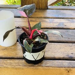 Live indoor Philodendron Pink Princess plant in a plastic nursery pot—firm price