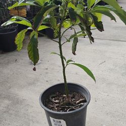 Hass Avocado Tree     Aguacate